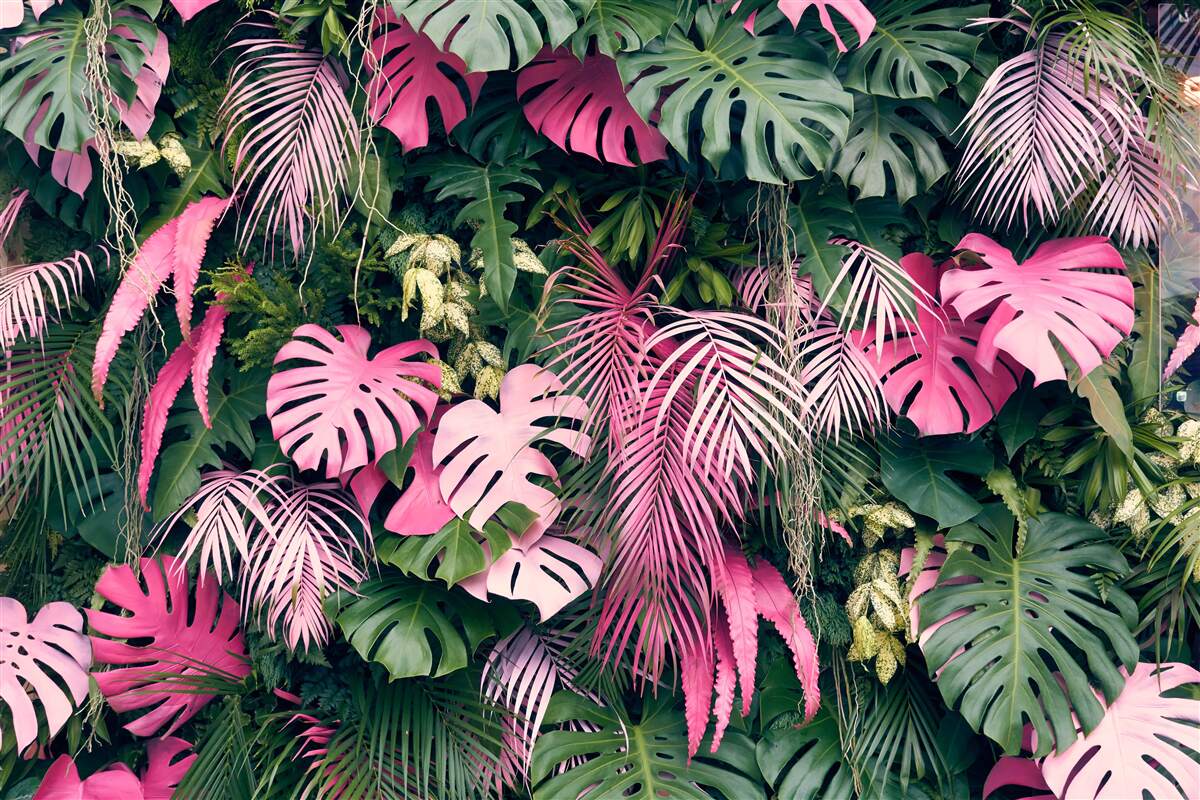 Fototapeten Rosa Palmblätter