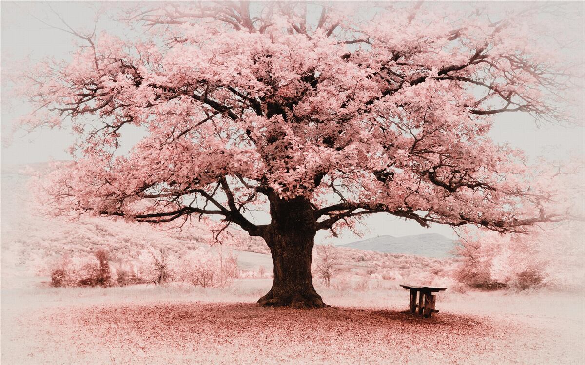 Fototapeten Die Landschaft wird in Rosa -Schatten gehalten