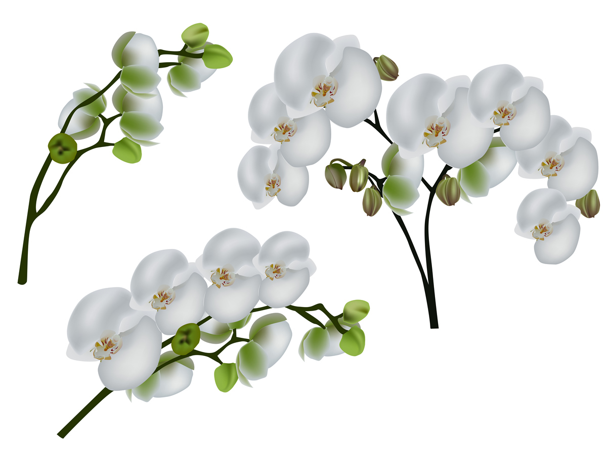 Fototapeten Weiße Orchidee mit grünen Blättern