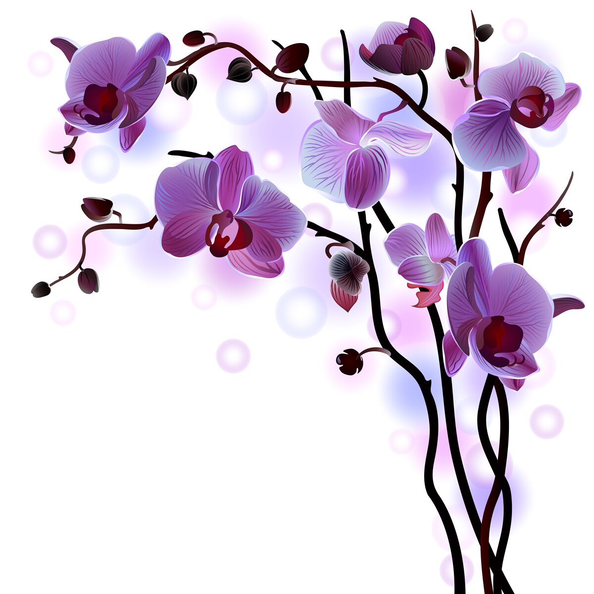 Fototapeten Lila Orchideenzweige