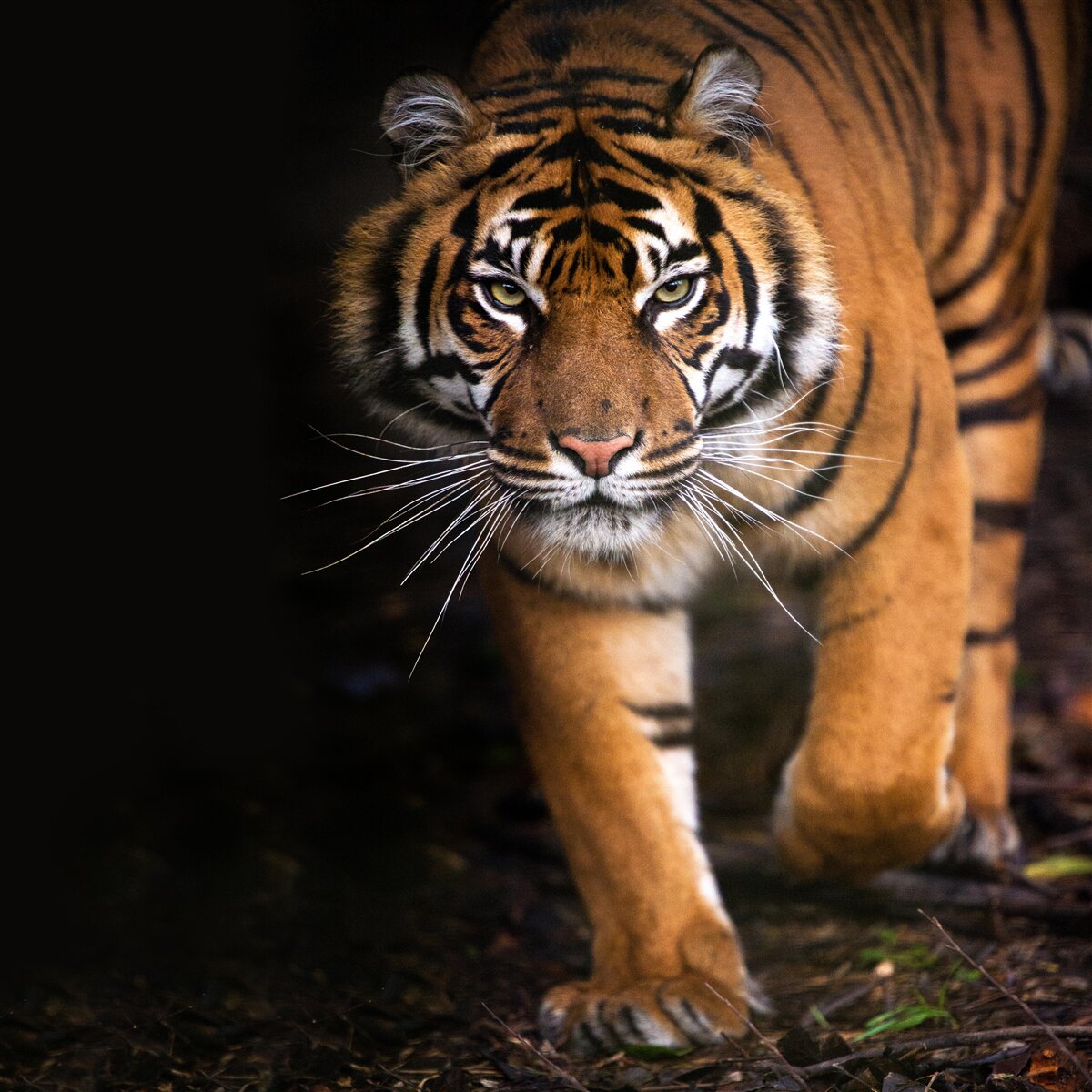 Fototapeten Der Tiger bewegt sich unbemerkt