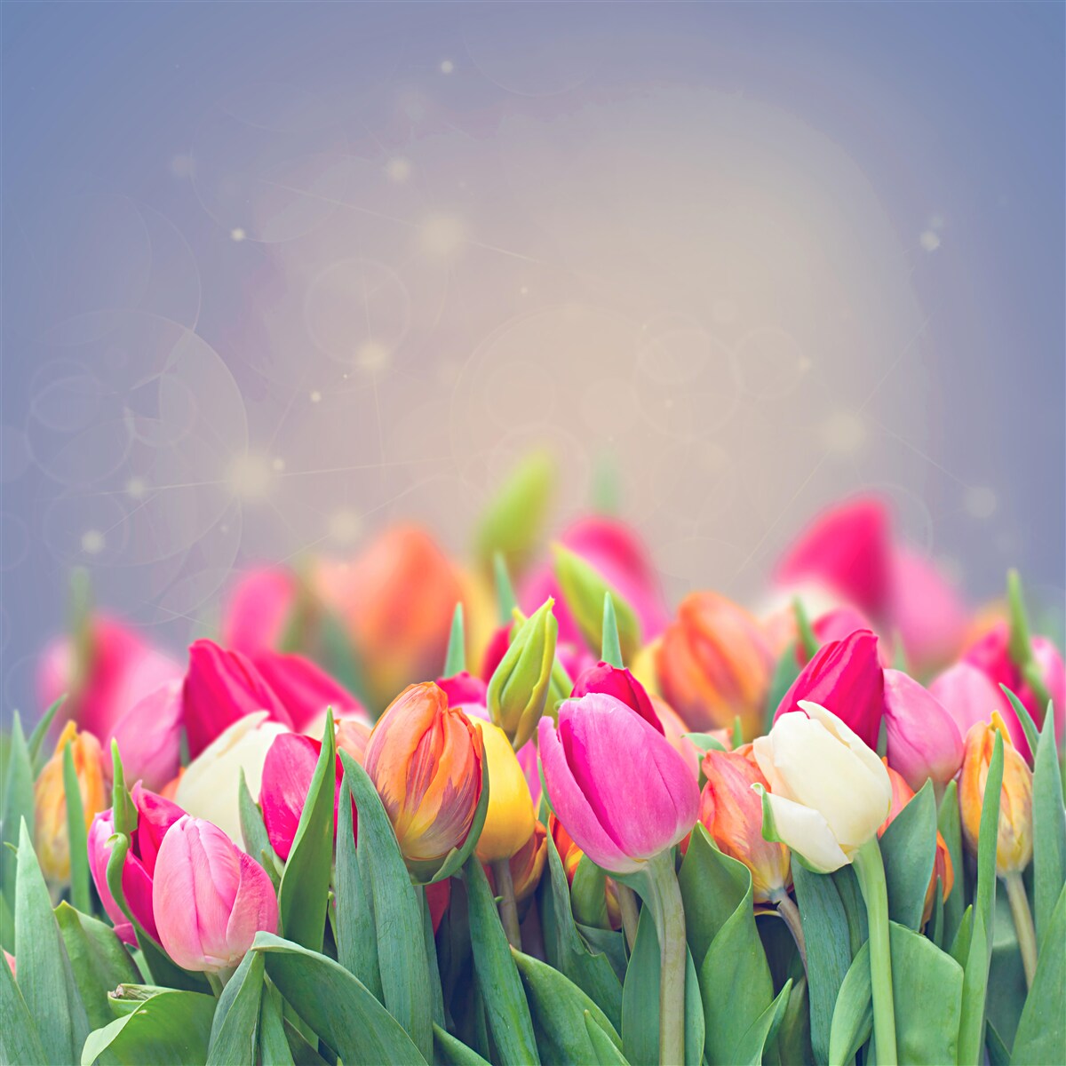 Fototapeten Tulpen schlafen nachts ein