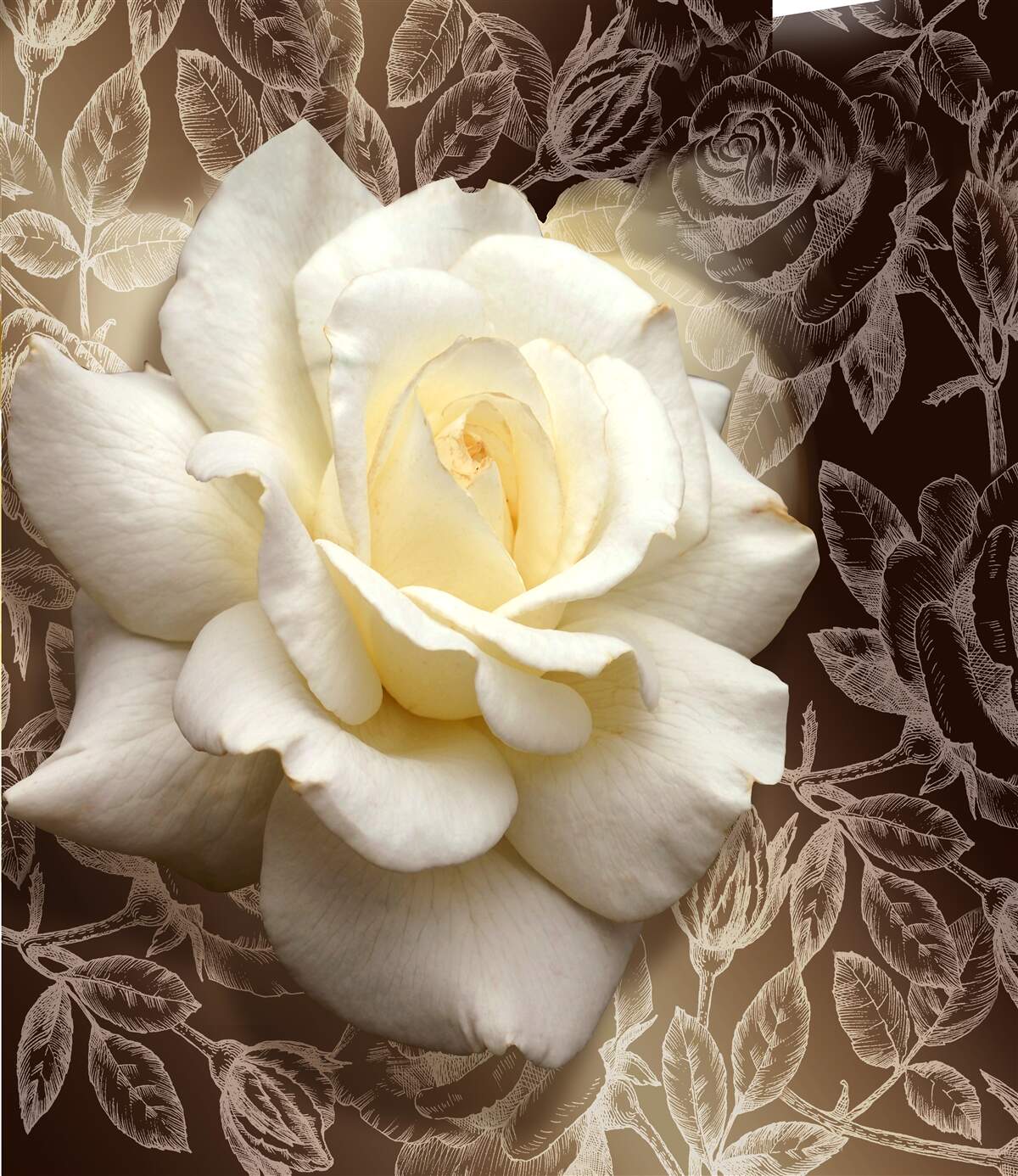 Fototapeten Ein wunderbarer Schnee -weiße Rosenblume