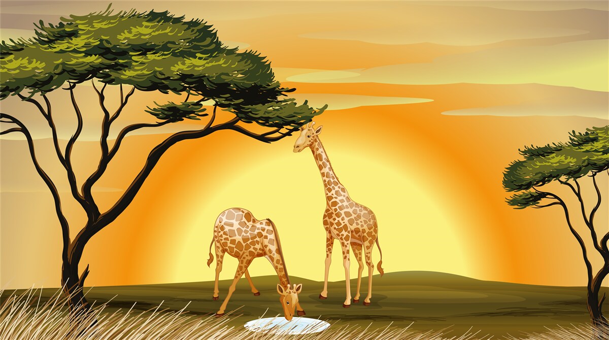 Fototapeten Giraffen vor dem Hintergrund des Sonnenuntergangs in der Wüste