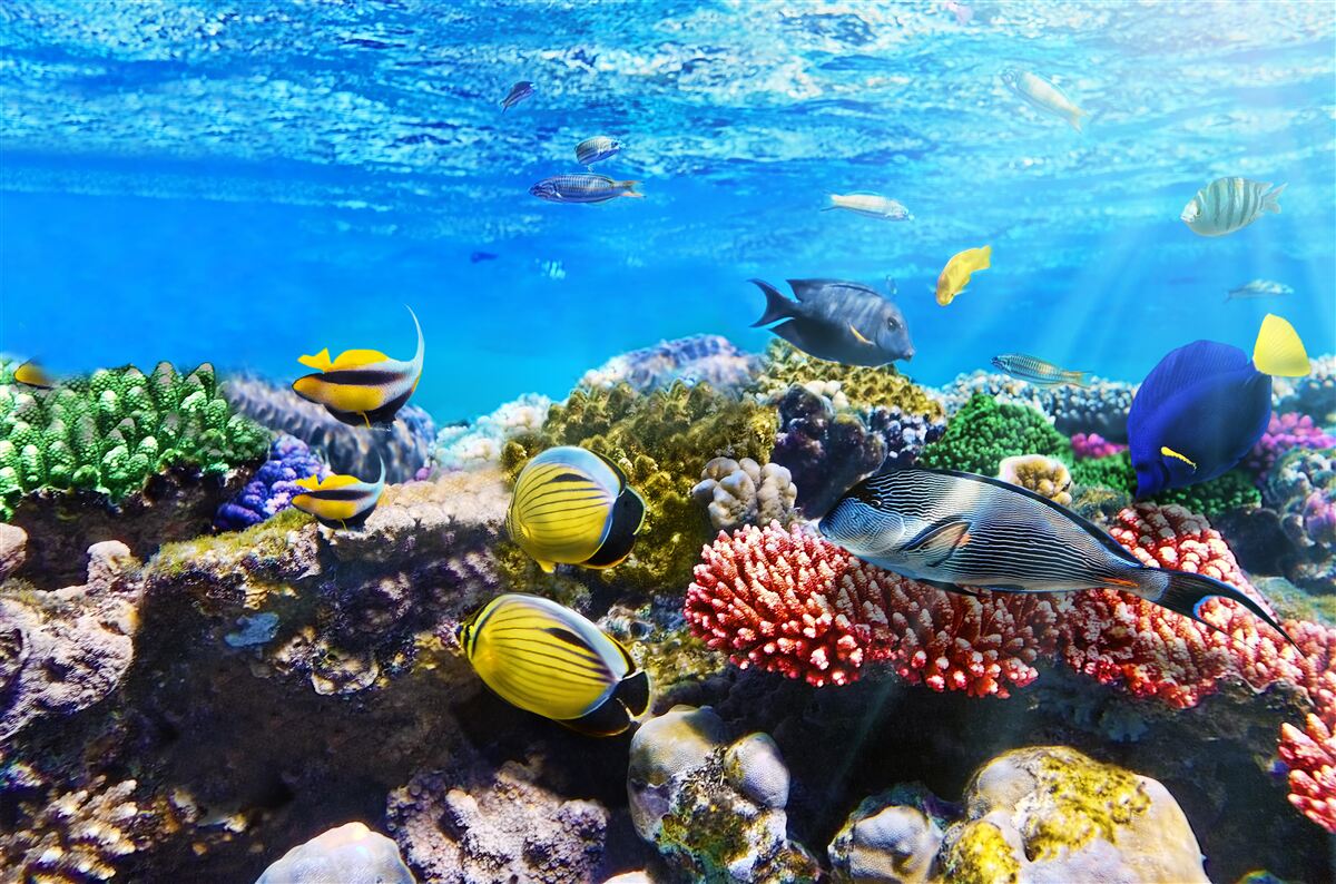 Fototapeten Eine große Welt des Fischs unter Wasser