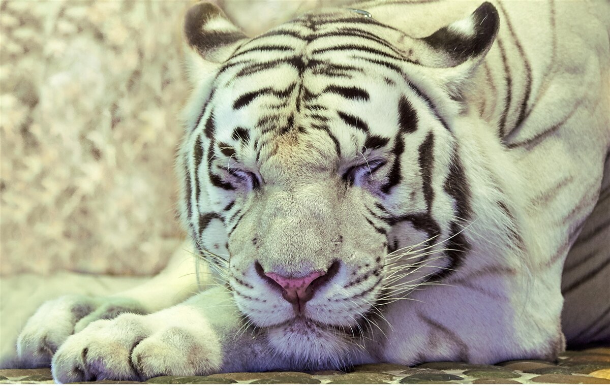 Fototapeten Weißer Tiger im Schlafzustand