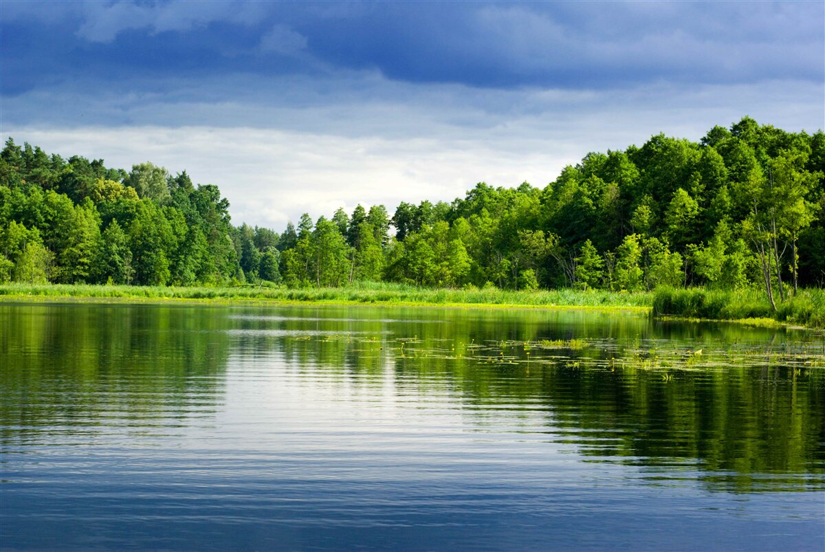 Fototapeten Üppiger Smaragdwald in der Nähe eines ruhigen Wasserreservoirs