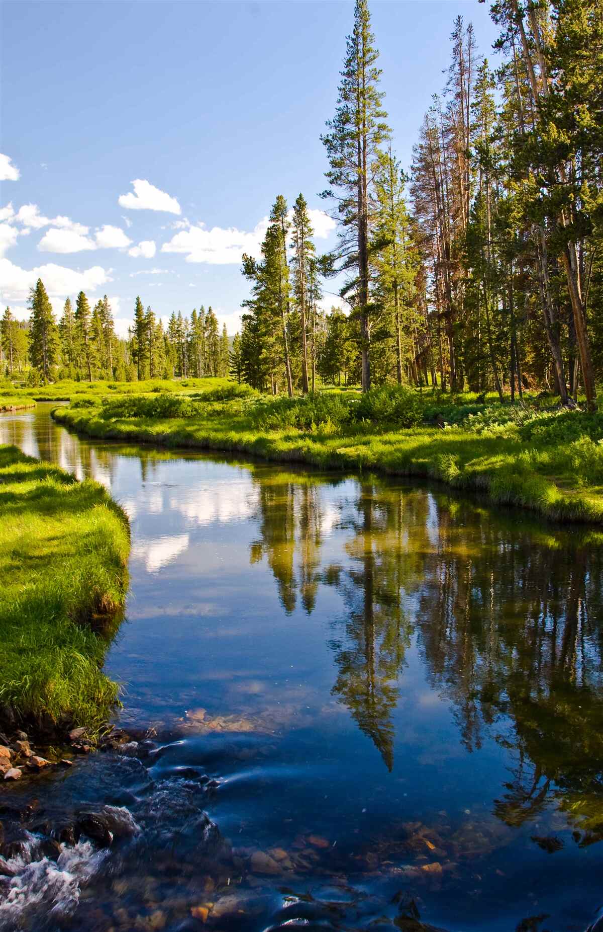 Fototapeten Waldstrom zwischen Nadelbäumen im Sommer
