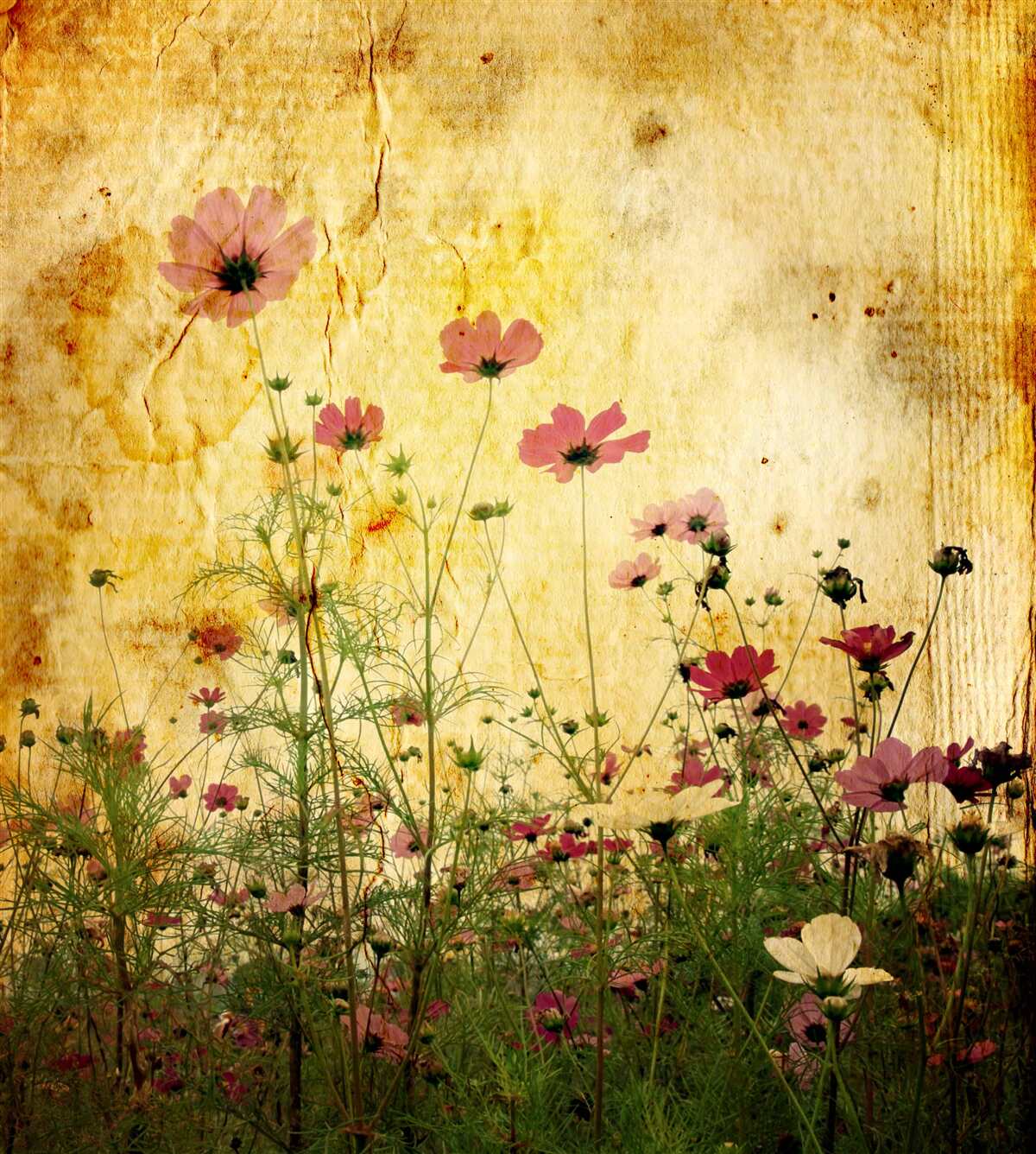 Fototapeten mit Mohn gepunktete Wiese