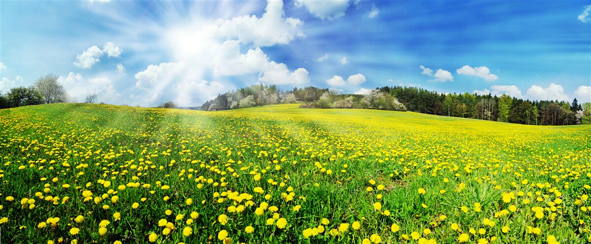 Fototapeten Sonnenstrahlen beleuchten das Sonnenblumenfeld