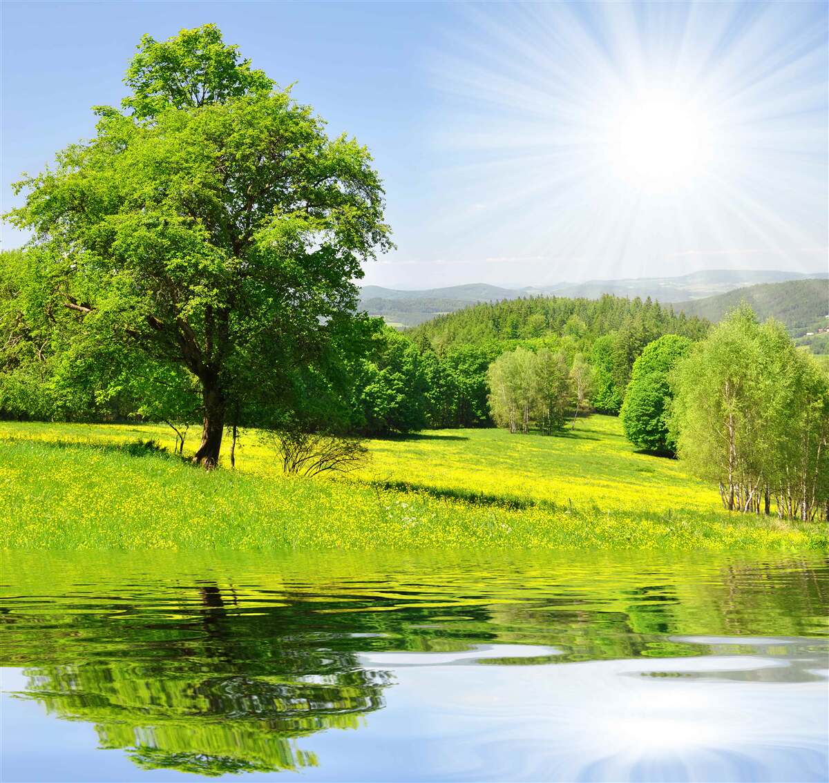 Fototapeten Ein fröhlicher Tag in einer sonnigen Wiese
