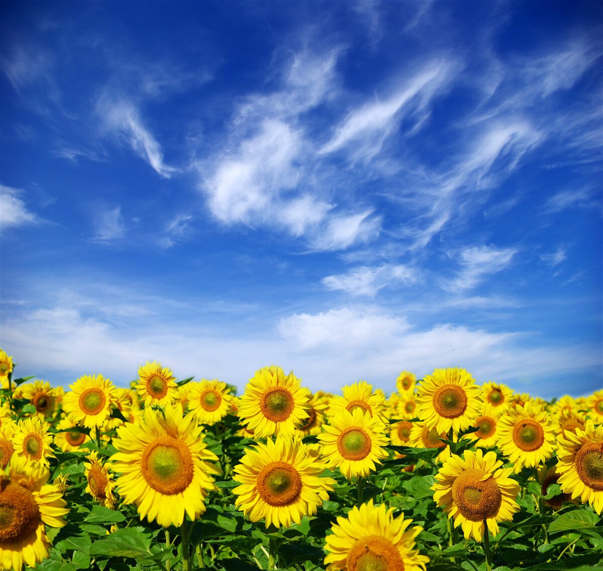 Fototapeten Sonnenblumen heben sich deutlich vom blauen Himmel ab
