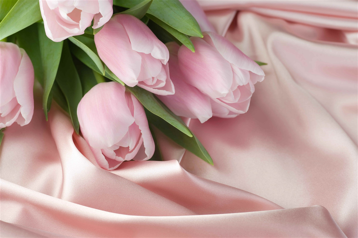 Fototapeten Seide mit zarten rosa Tulpen dekoriert