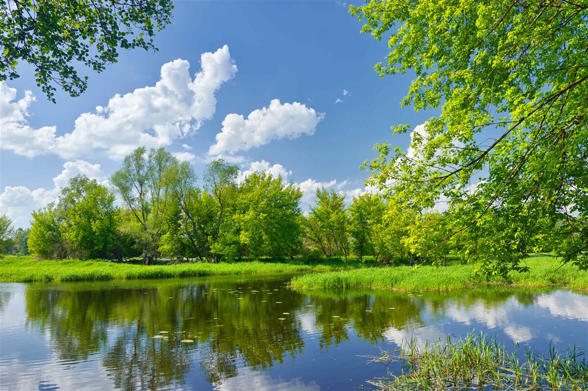 Fototapeten Ruhiges Wasser des Forest River
