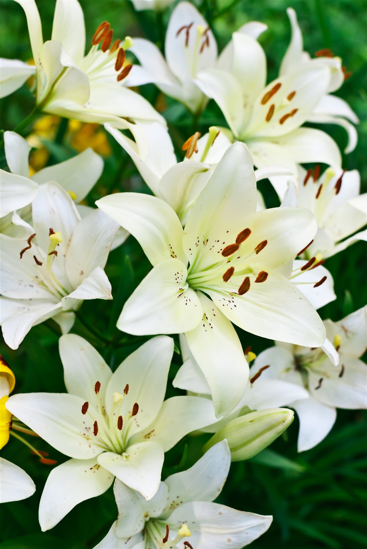 Fototapeten große Knospen der weißen Lilie