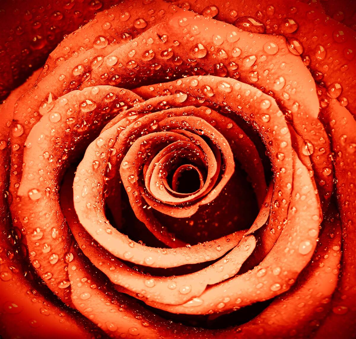 Fototapeten Tropfen Tau auf ein Crimson Rose Blütenblatt