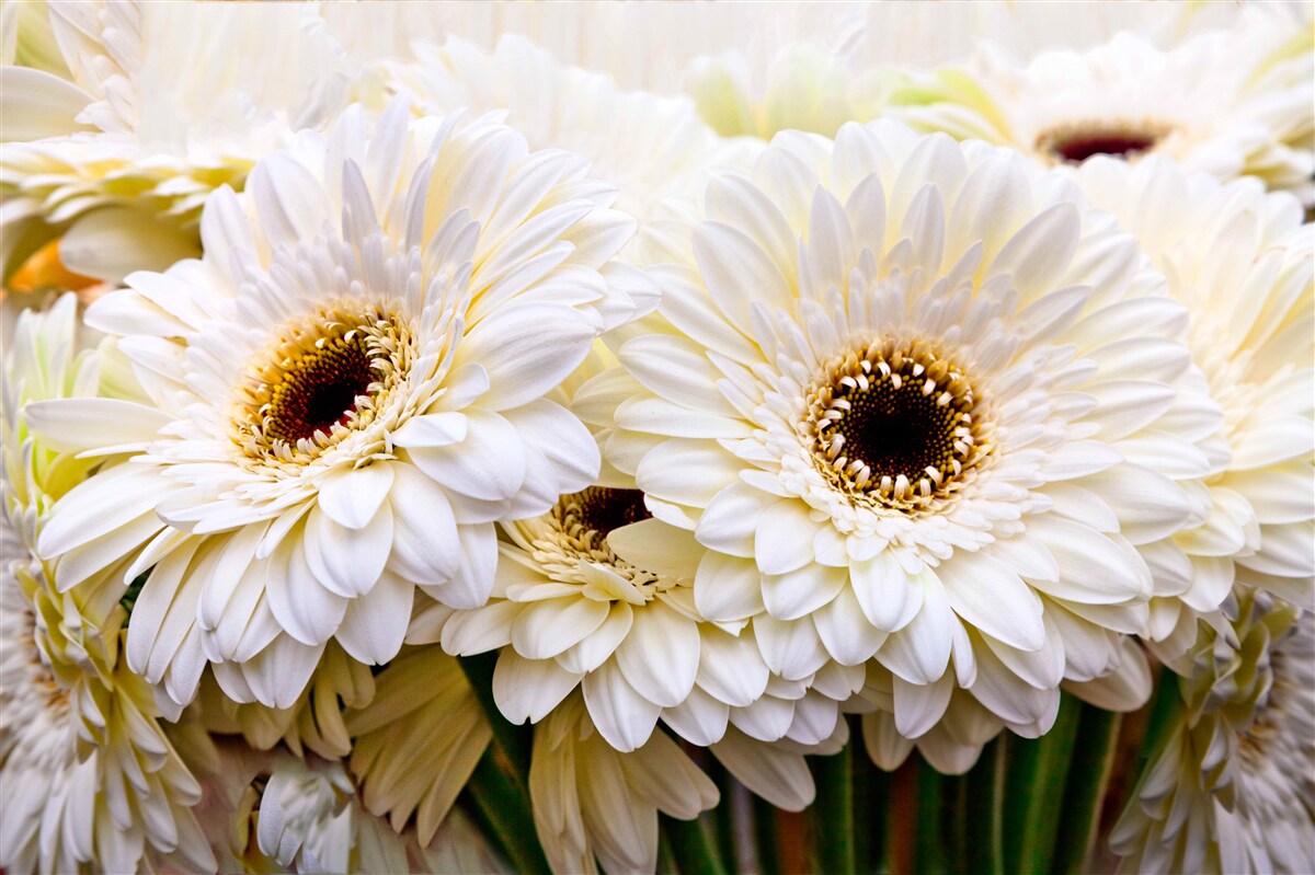 Fototapeten Gerbers leichter Bouquet