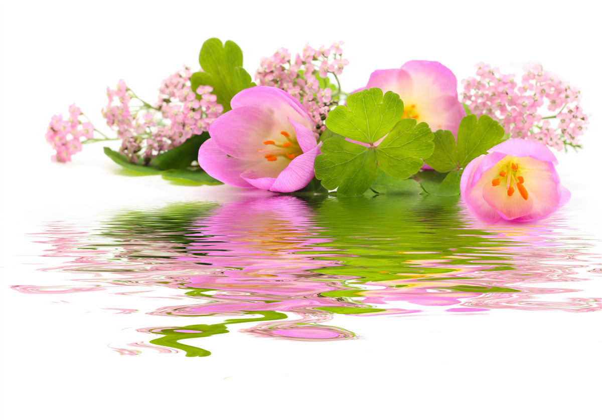 Fototapeten Die anmutige Zusammensetzung rosa Blüten auf der Wasseroberfläche