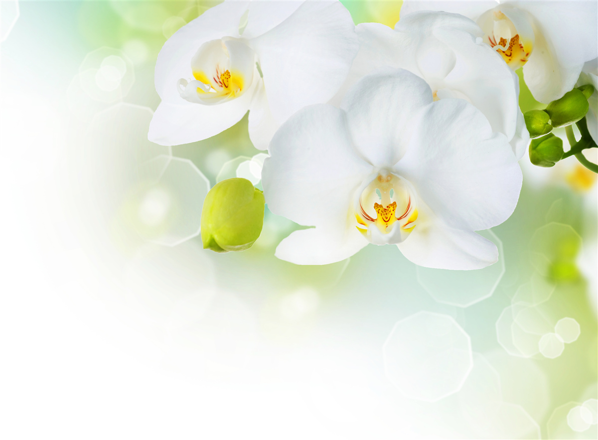 Fototapeten Weiße Orchidee steigt über dem Wasser