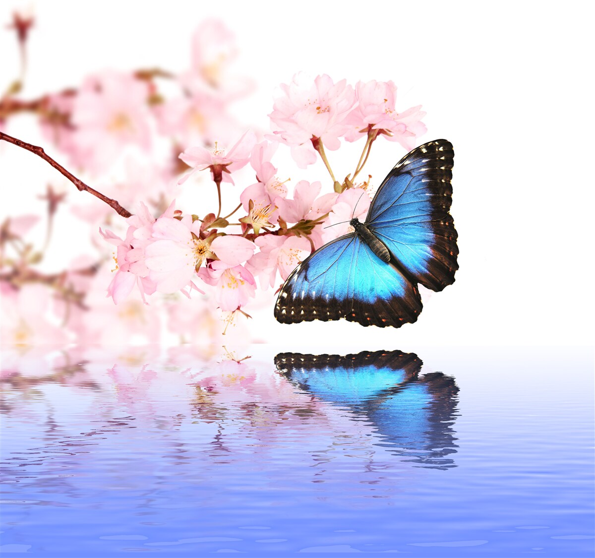 Fototapeten Der blaue Schmetterling sitzt auf einem Kirschbaum in der Nähe des Wassers