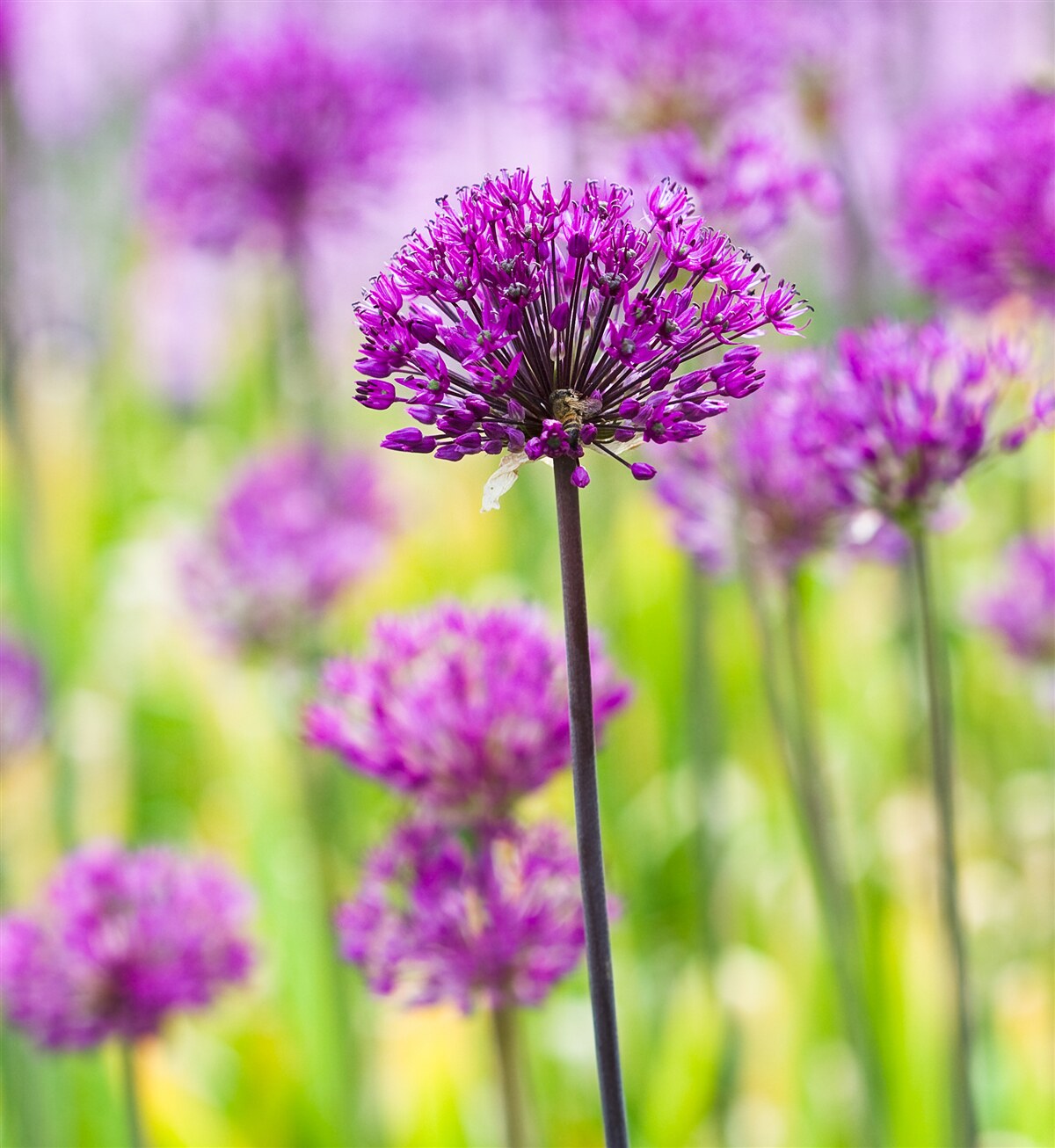 Fototapeten Delikate lila Blüten, die auf Wiesen wachsen