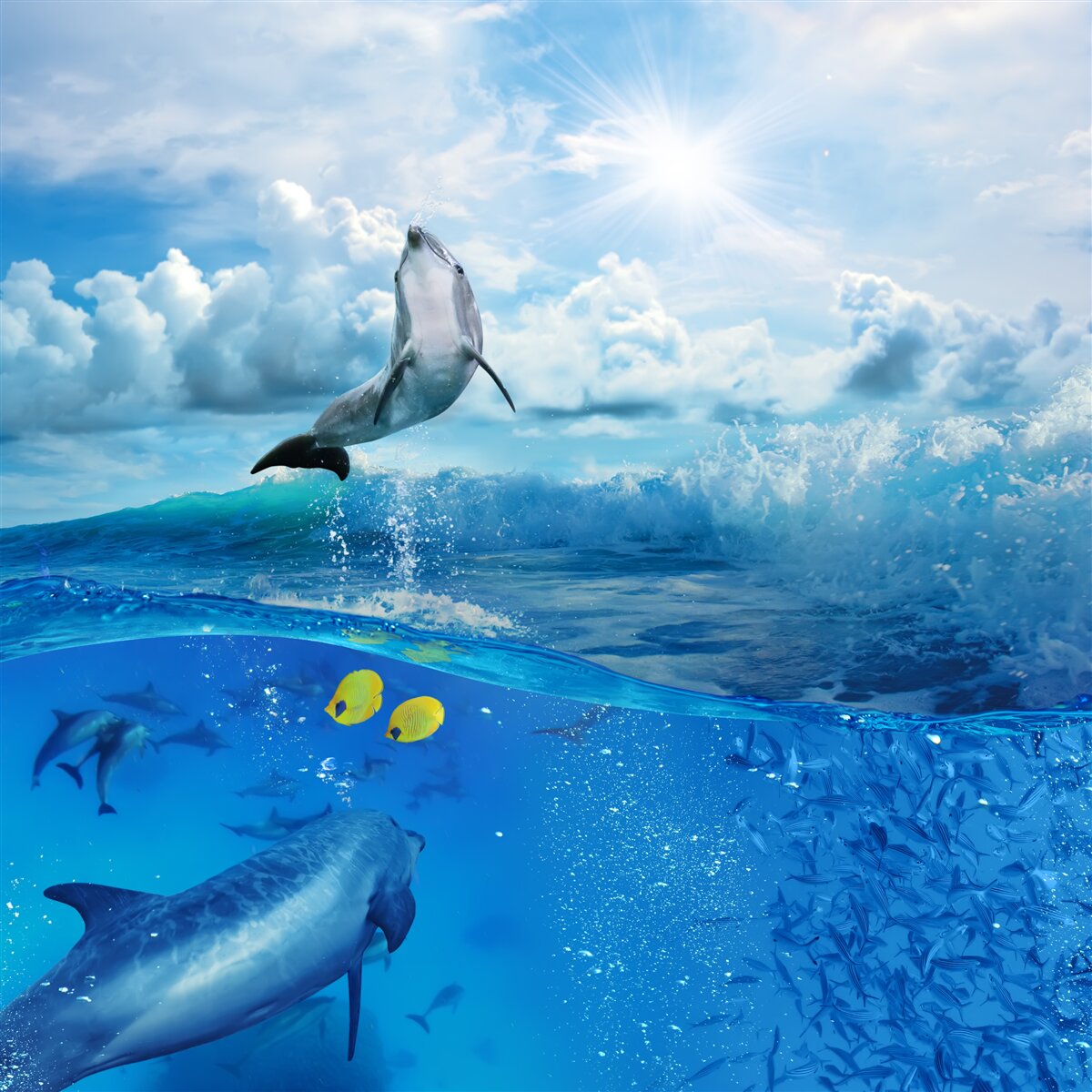 Fototapeten Delphin springt aus dem Wasser