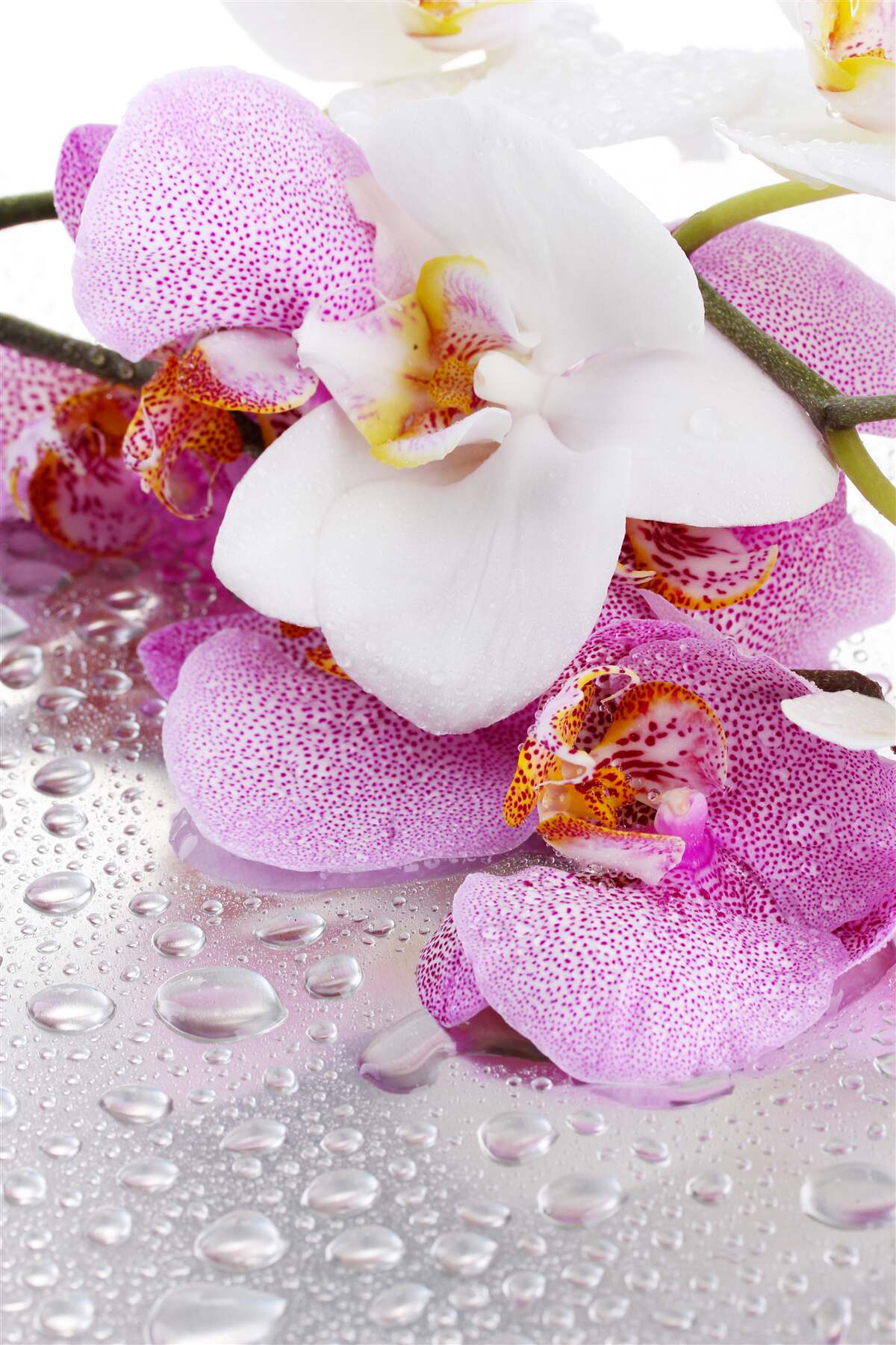 Fototapeten Orchideen mit Blütenblättern in Weiß und Rosa