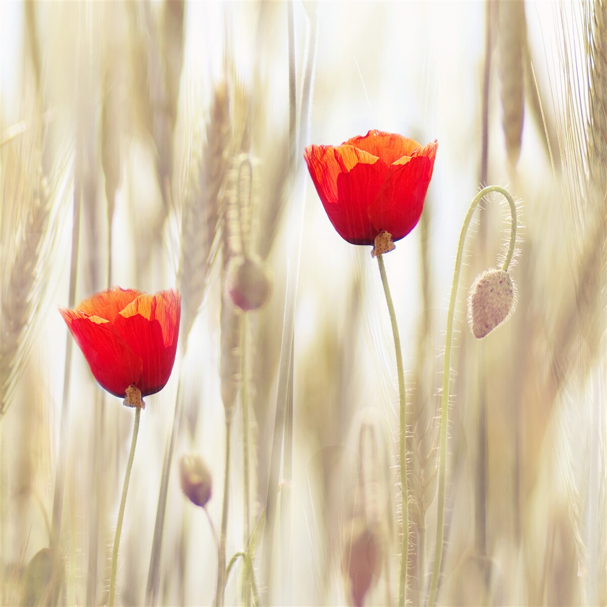 Fototapeten Scharlachrote Mohnblumen wachsen auf dem Feld des Weizens