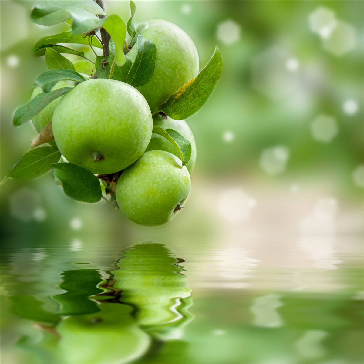 Fototapeten Grüne Äpfel Reflexion im Wasser