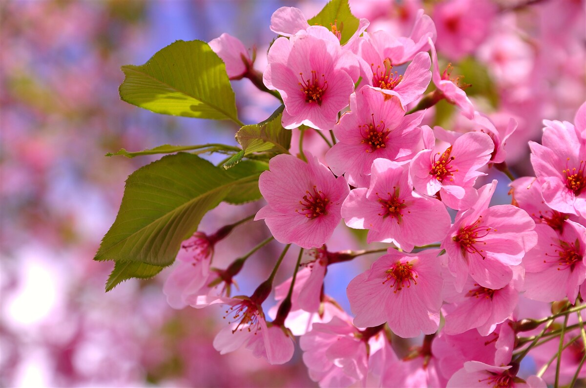 Fototapeten Sakura große Knospen blühen im Frühling