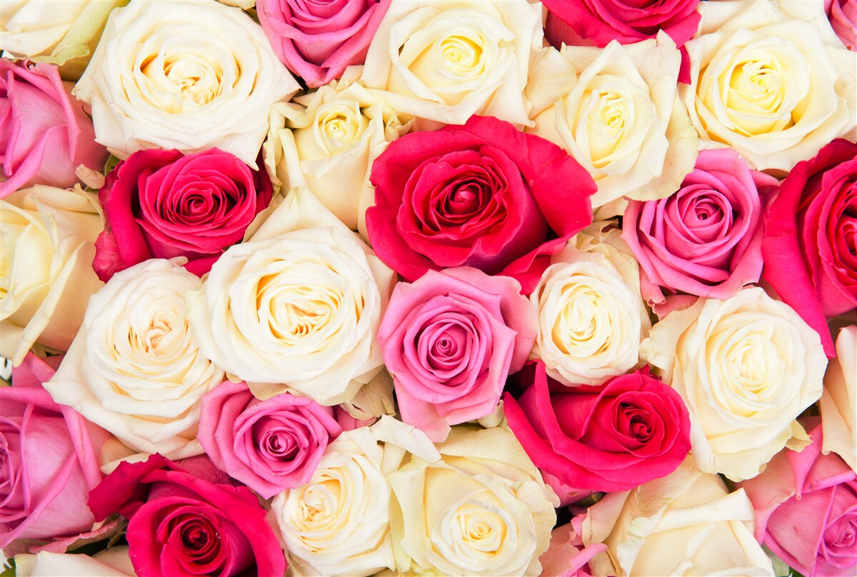 Fototapeten Ein Blumenstrauß mit zarten Rosen in verschiedenen Farbtönen
