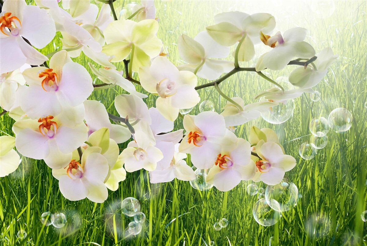 Fototapeten Zweige von weißen Kirschblumen und Löwenzahn
