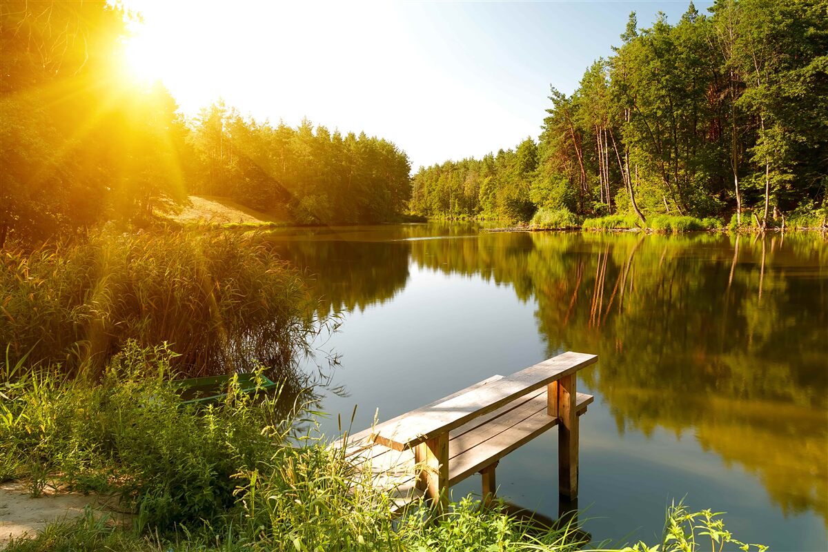 Fototapeten Heller Morgen im Wald in der Nähe des Teiches