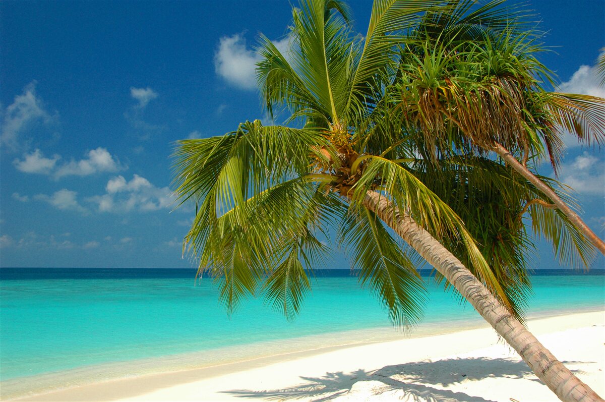 Fototapeten Palma am Strand in der Nähe der Ozeanküste