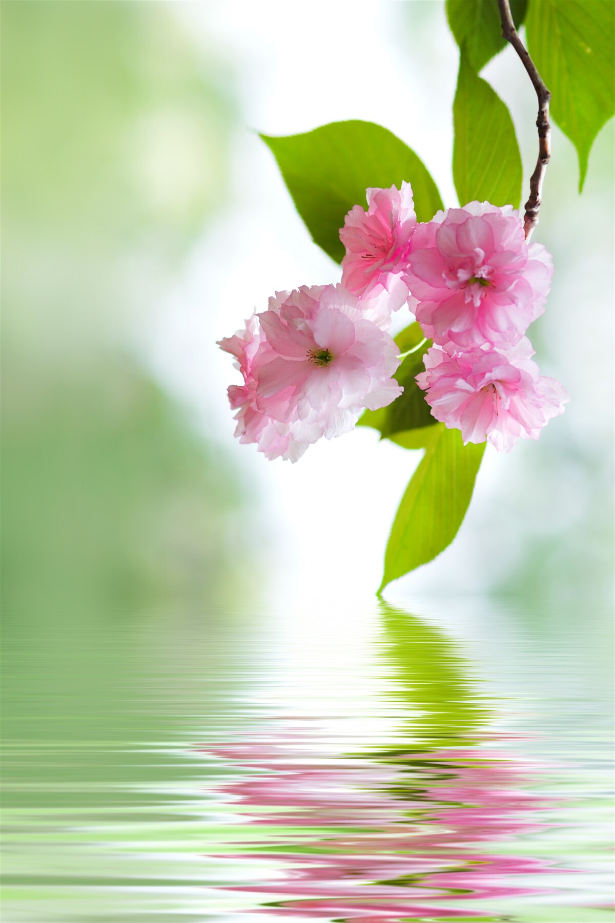 Fototapeten Sakura blüht auf Zweigen in der Nähe des Wassers