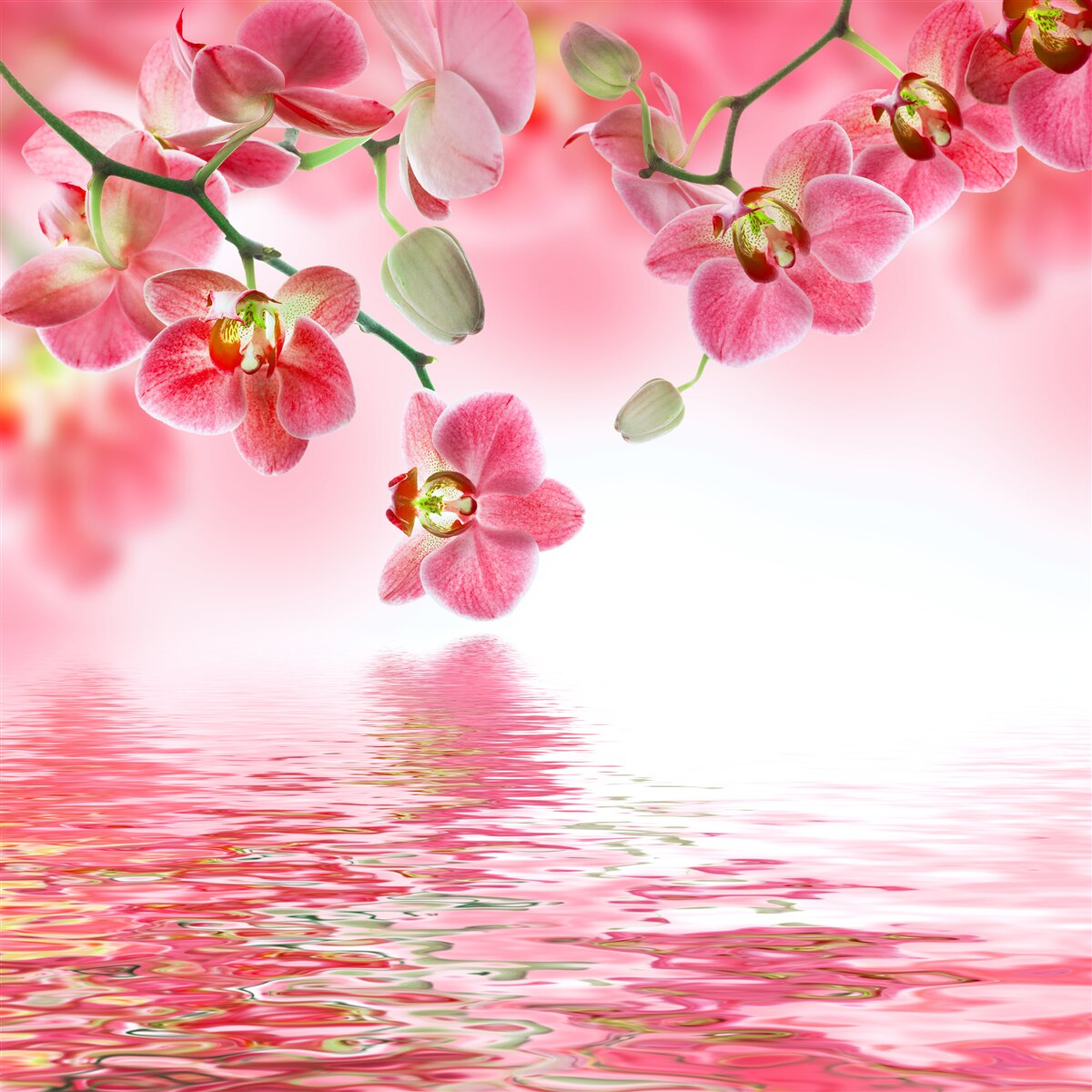 Fototapeten Eine rote Orchidee am Baum hängt über dem Wasser