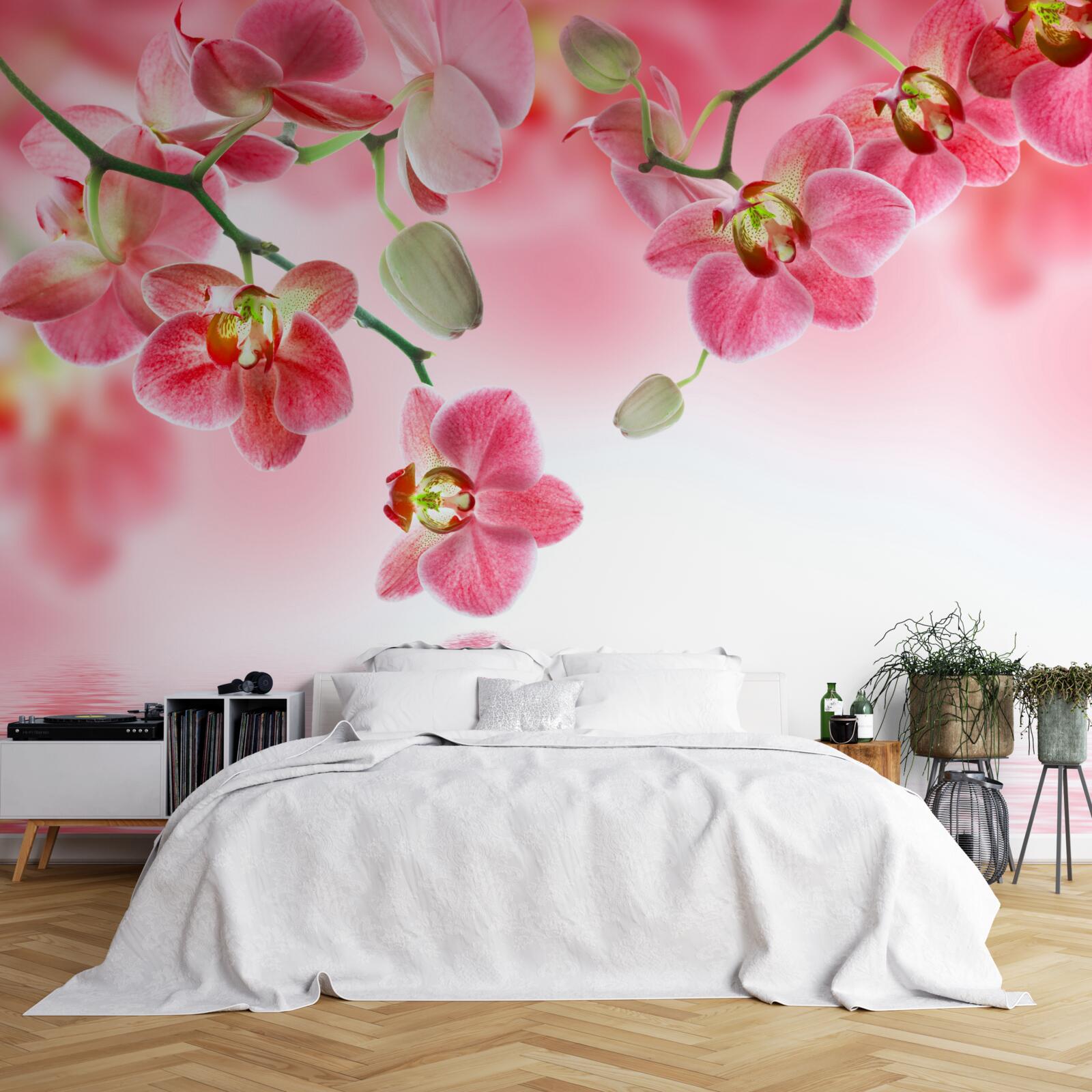 Fototapeten Eine rote Orchidee am Baum hängt über dem Wasser