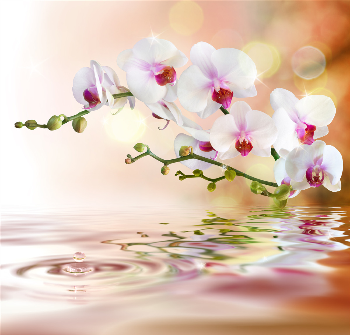 Fototapeten Ein Zweig der weißen Orchidee, die im Wasser reflektiert wird