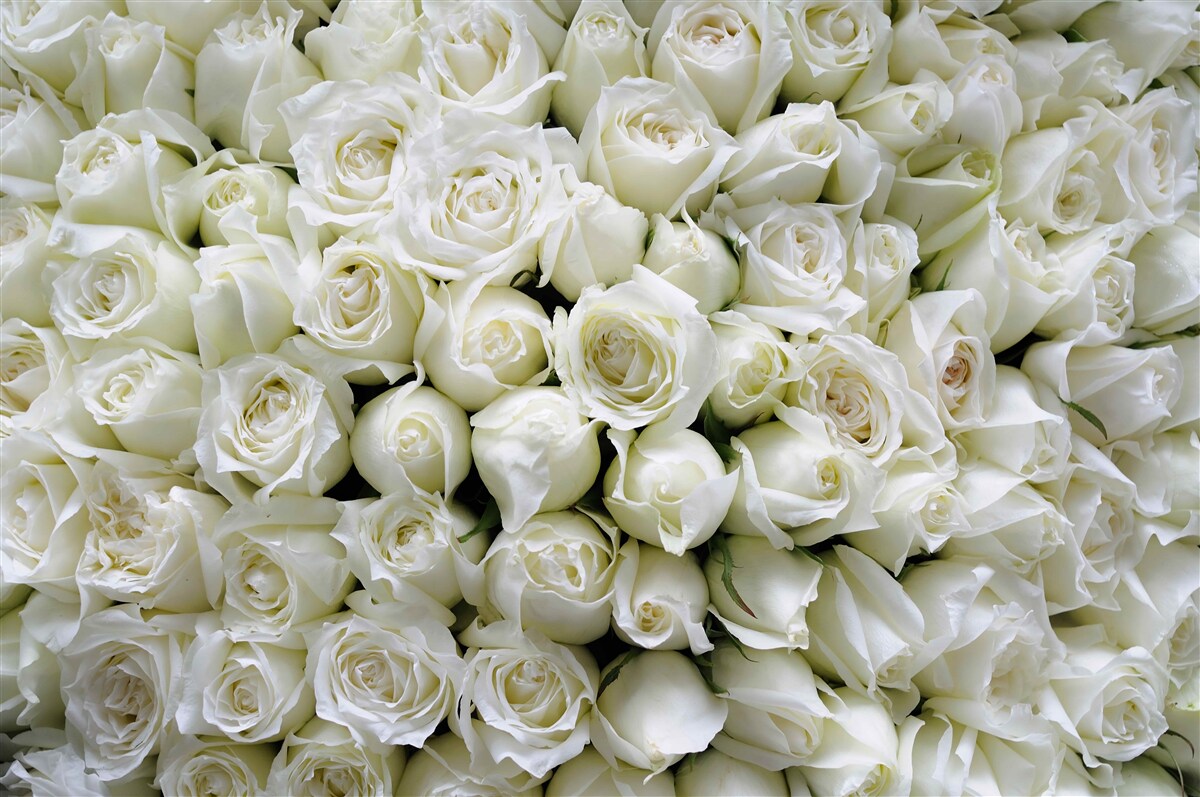 Fototapeten Ein Blumenstrauß vieler schneebedeckter Rosen