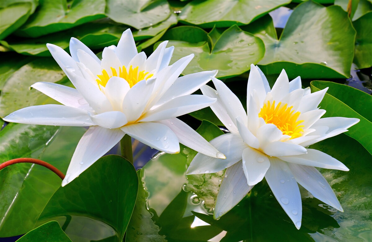 Fototapeten Weißwasserlilien zwischen grünen Blättern