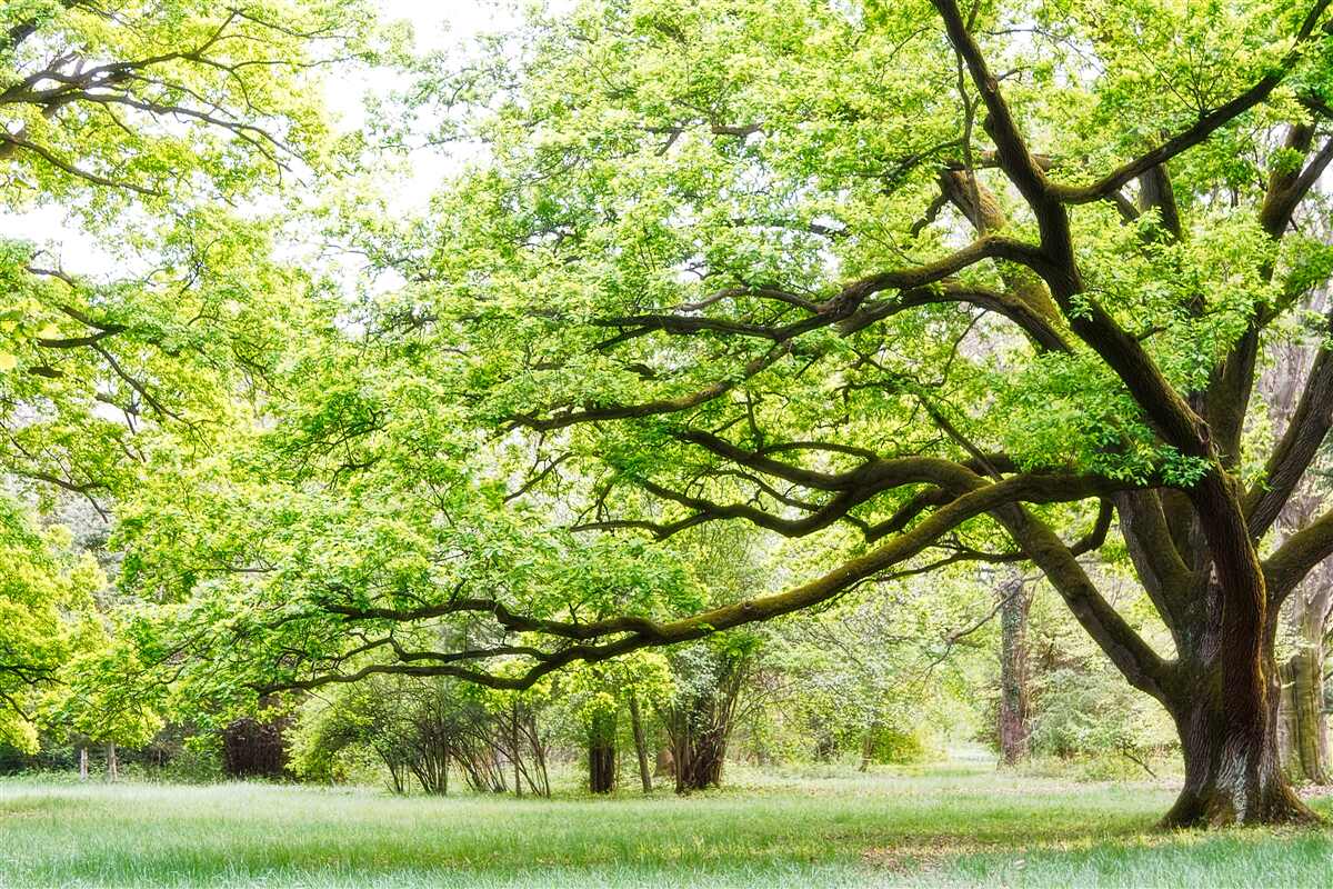 Fototapeten Ein alter Baum mit grünen Blättern an einem Sommertag