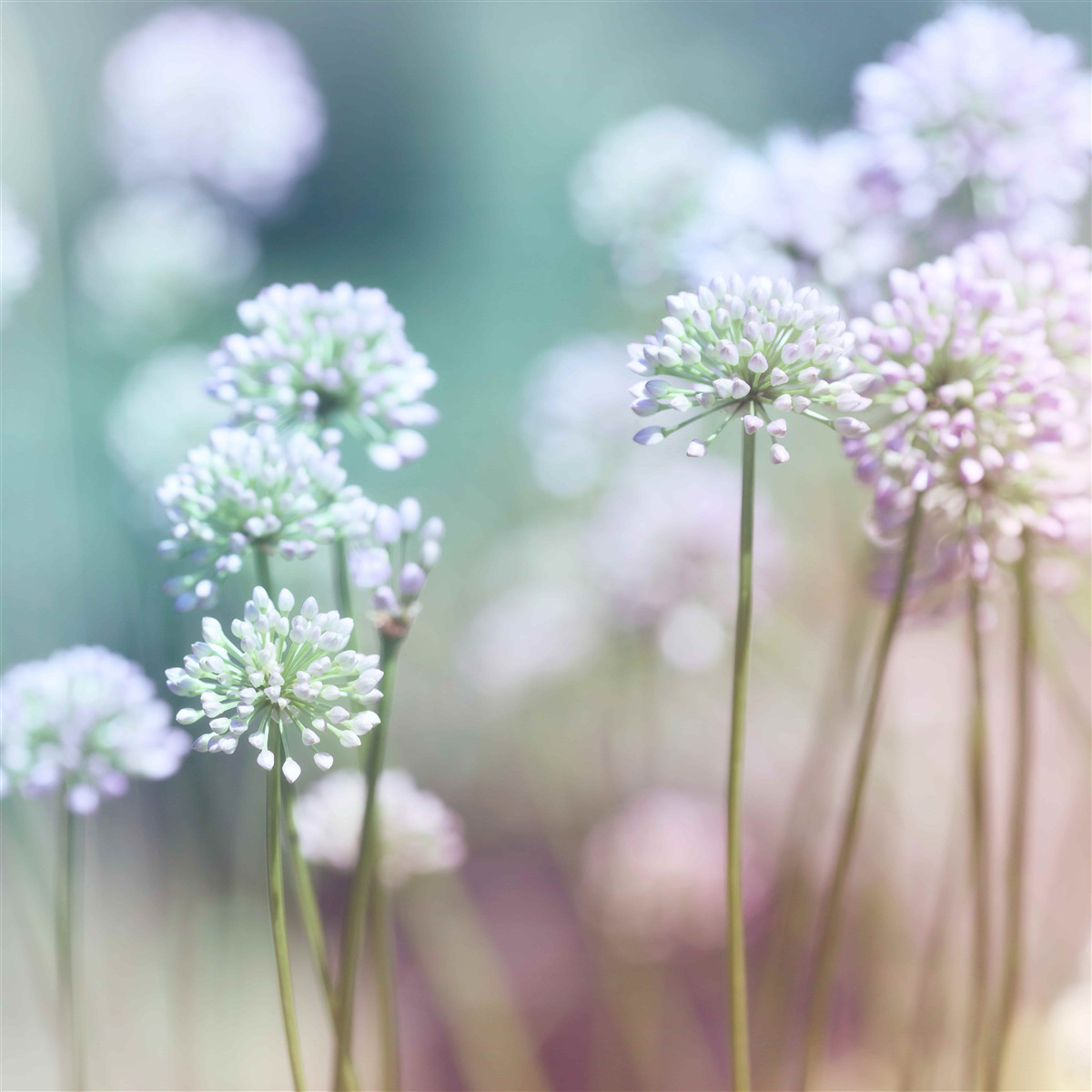 Fototapeten Blüten zarter weißer Löwenzahns