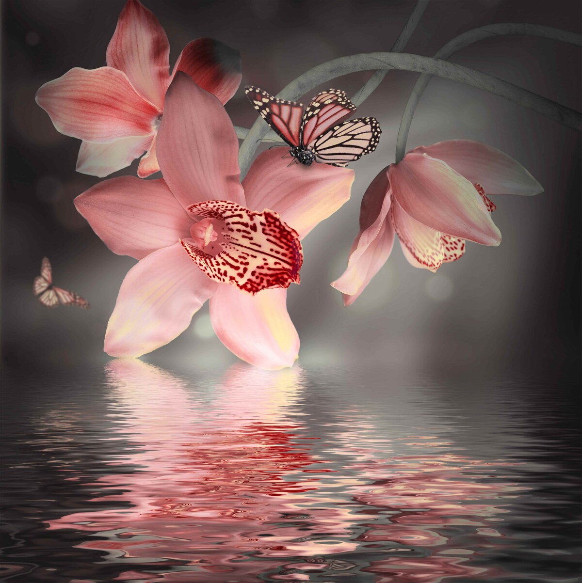 Fototapeten Eine rosa Orchidee hängt über der Wasseroberfläche