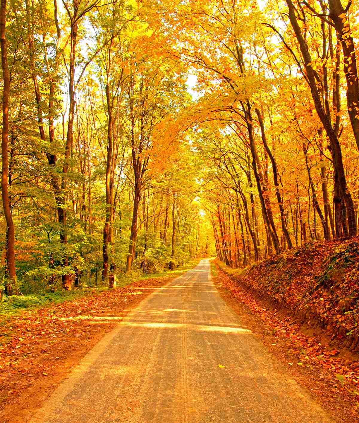 Fototapeten Pfad im Herbstwald