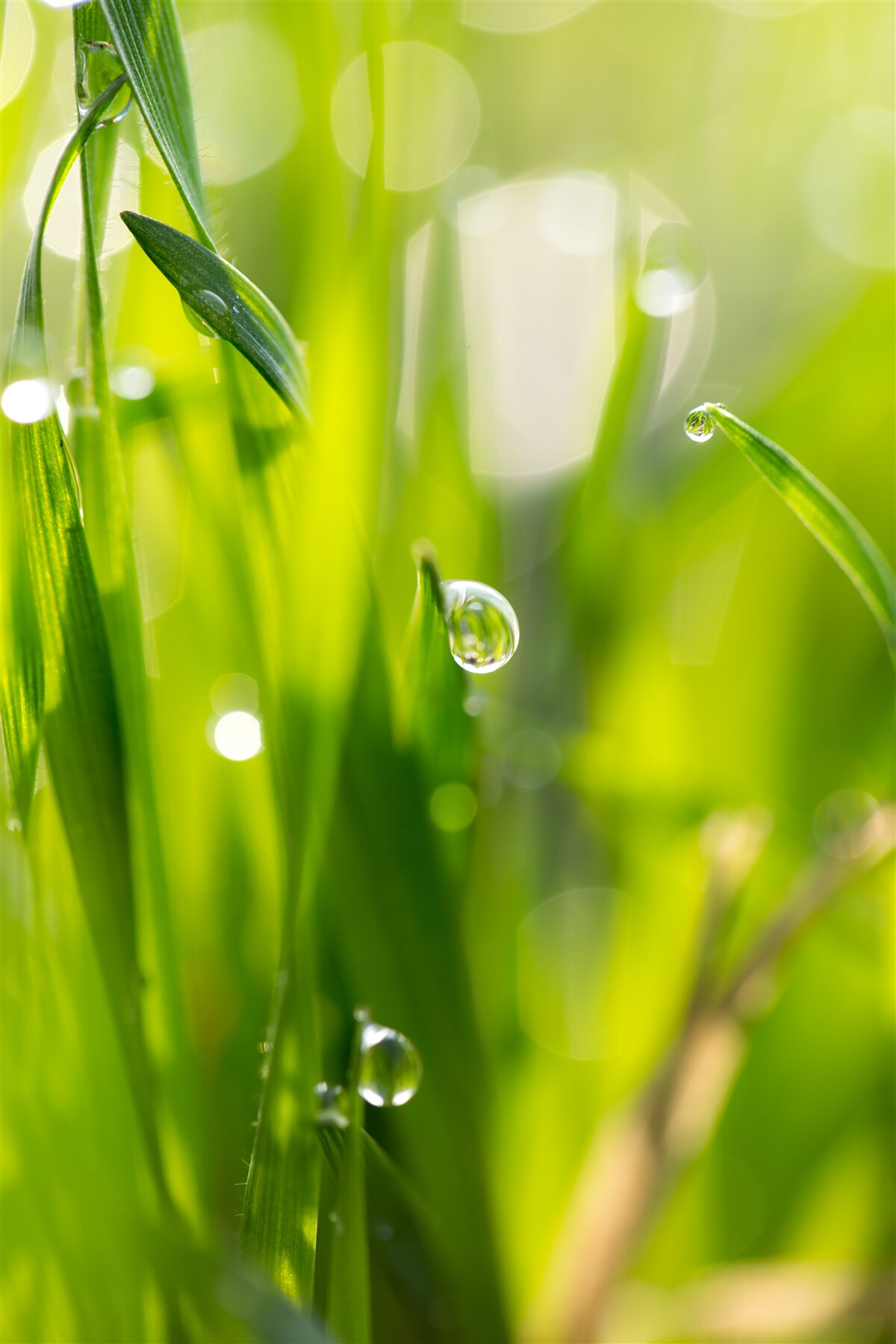 Fototapeten Morgen fällt Tau auf das Gras