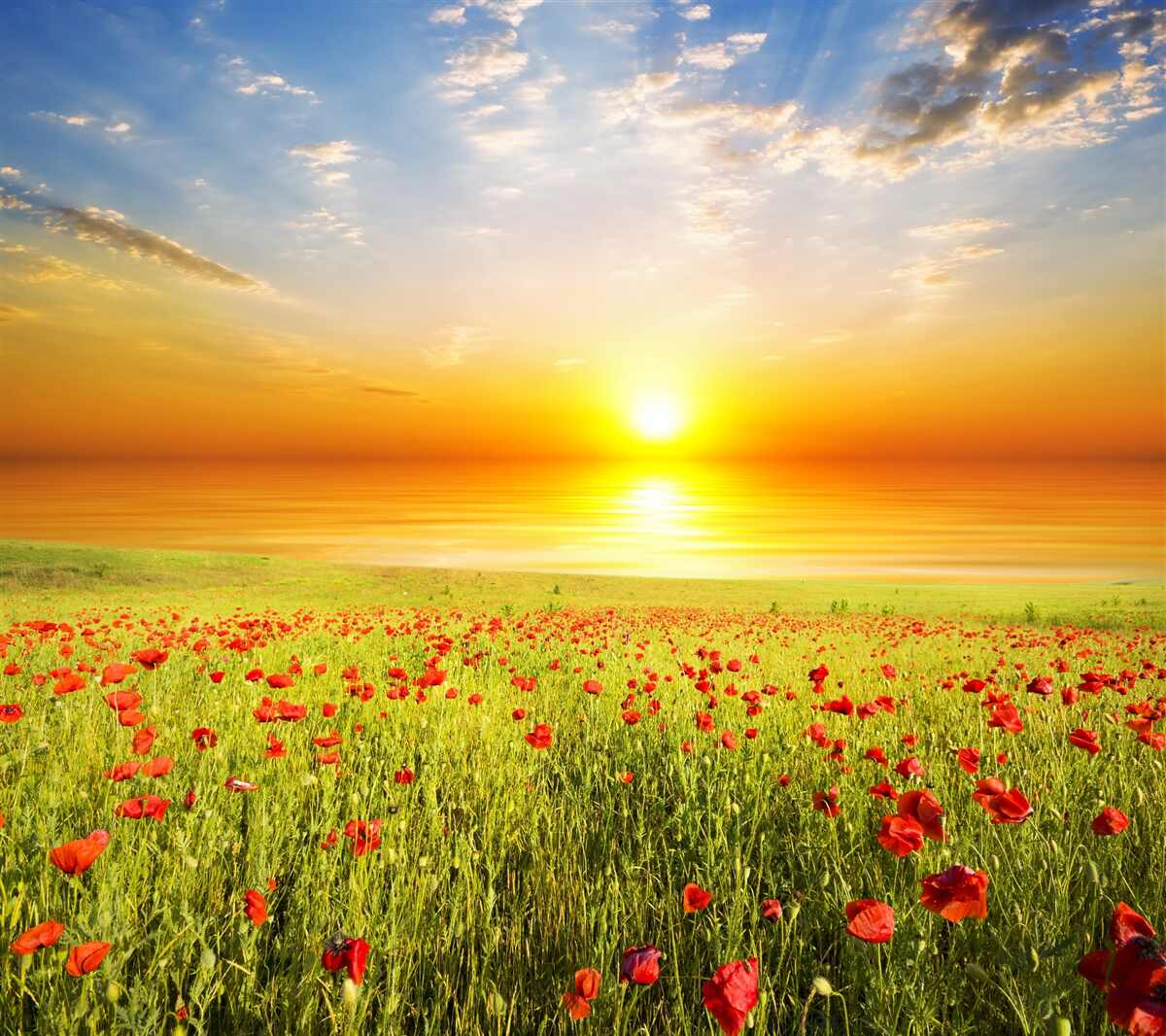 Fototapeten Die Sonne untergeht über dem Feld der lila Mohnblumen