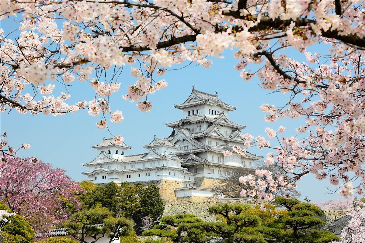 Fototapeten Altes japanisches Haus mit einer blühenden rosa Sakrah
