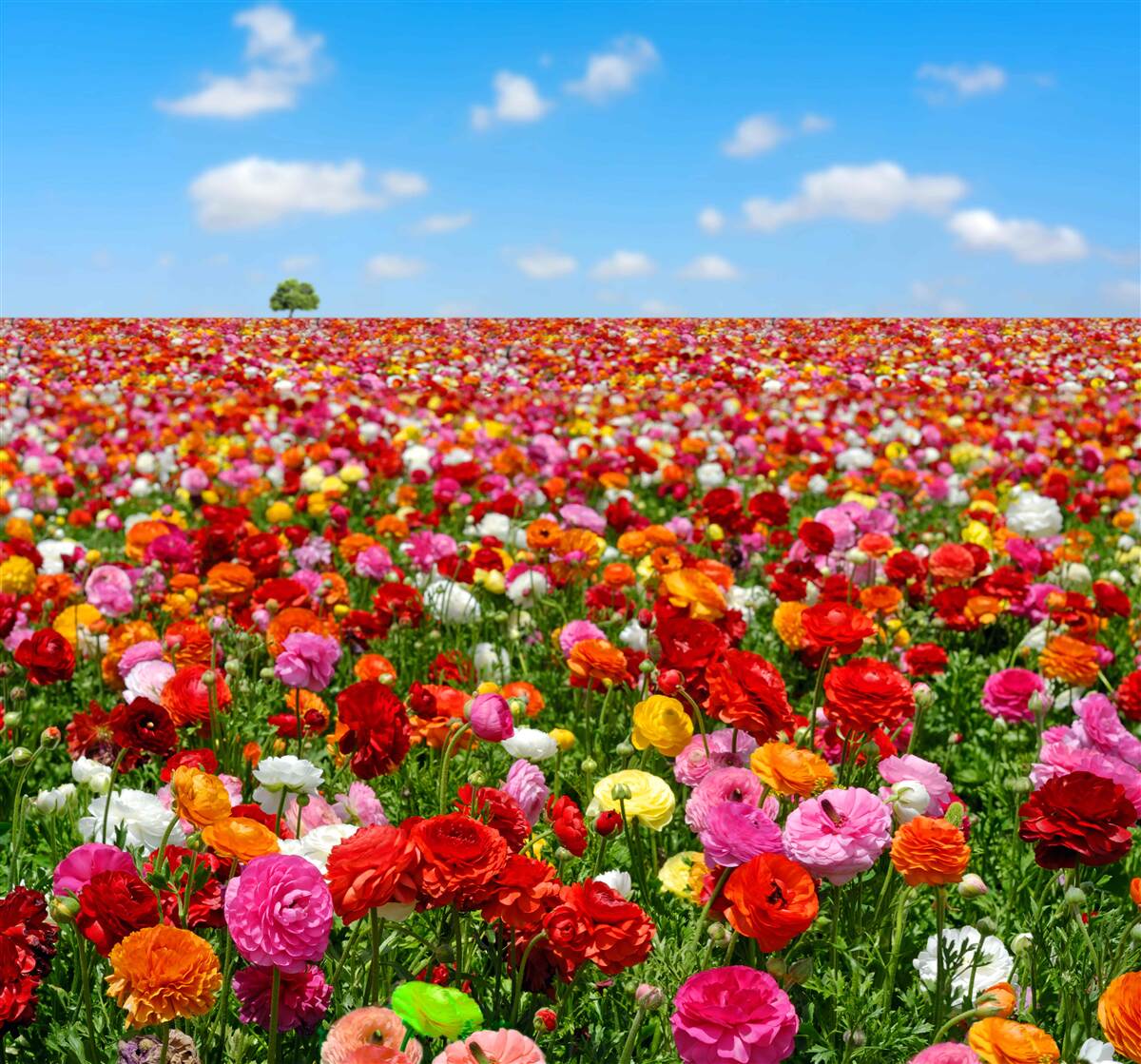 Fototapeten Eine Wiese mit vielen farbenfrohen Blumen übersät
