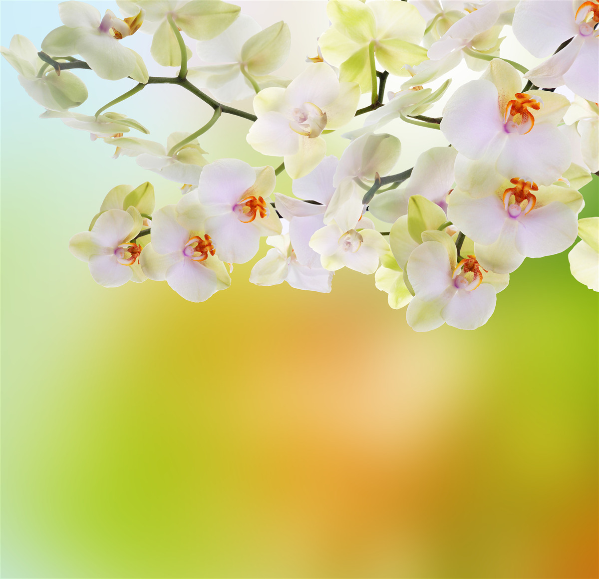Fototapeten Große weiße Orchideen am Stiel