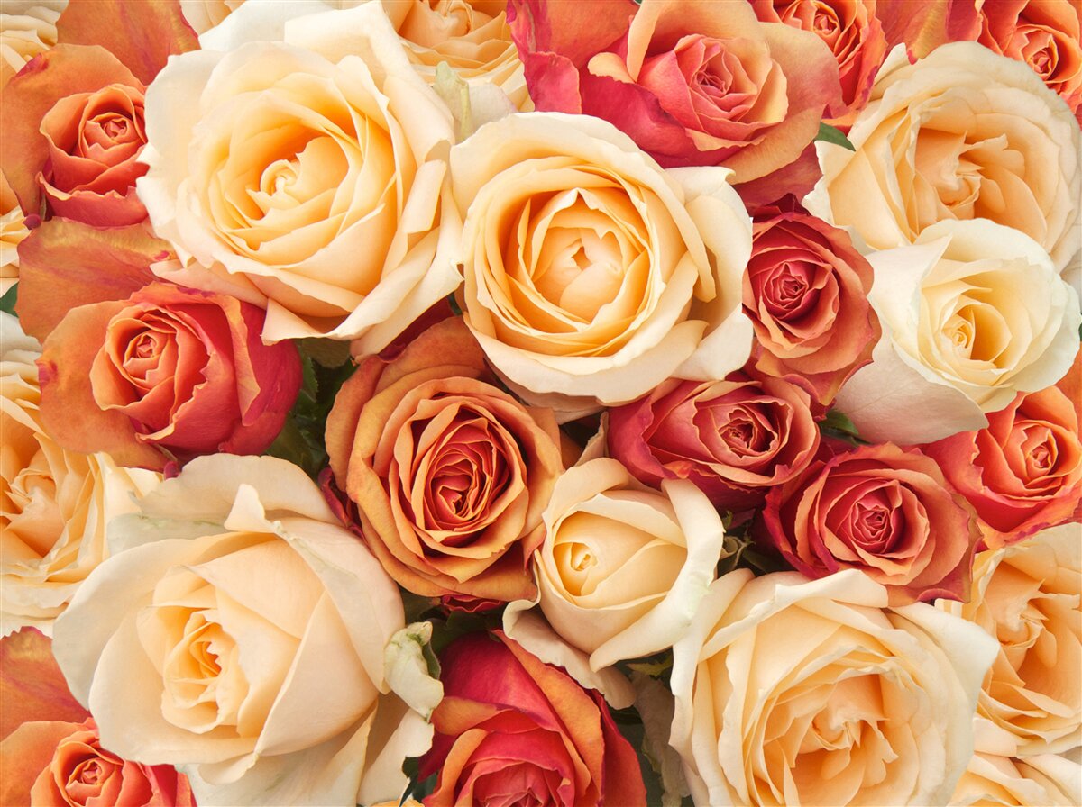 Fototapeten Rosen mit zarten Farben in Licht- und Pfirsichtönen